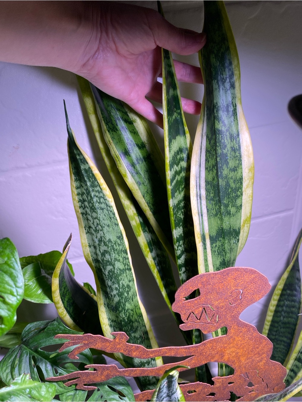 Starter Snake Plant Cutting(s): Variegated/Striped w/Yellow Trim